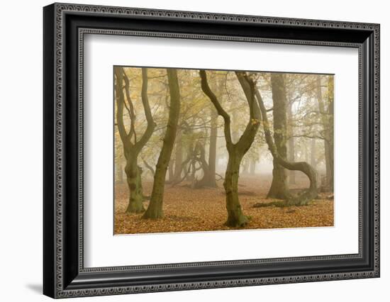 Beech Tree Trunks in Autumn Mist, Beacon Hill Country Park, the National Forest, Leicestershire, UK-Ross Hoddinott-Framed Photographic Print