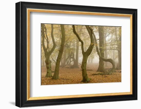 Beech Tree Trunks in Autumn Mist, Beacon Hill Country Park, the National Forest, Leicestershire, UK-Ross Hoddinott-Framed Photographic Print