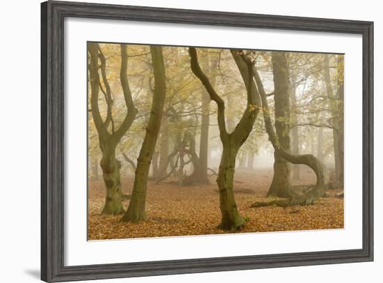 Beech Tree Trunks in Autumn Mist, Beacon Hill Country Park, the National Forest, Leicestershire, UK-Ross Hoddinott-Framed Photographic Print