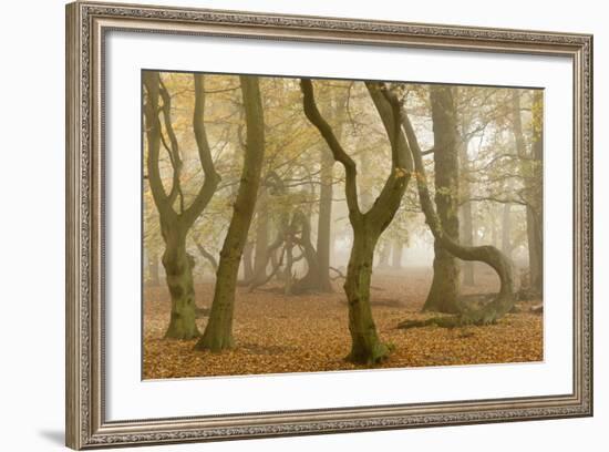 Beech Tree Trunks in Autumn Mist, Beacon Hill Country Park, the National Forest, Leicestershire, UK-Ross Hoddinott-Framed Photographic Print