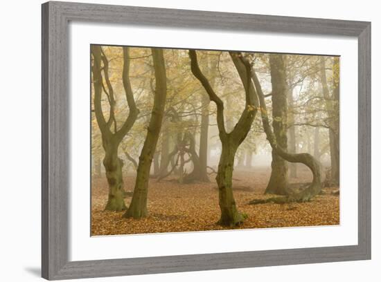 Beech Tree Trunks in Autumn Mist, Beacon Hill Country Park, the National Forest, Leicestershire, UK-Ross Hoddinott-Framed Photographic Print