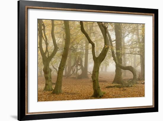 Beech Tree Trunks in Autumn Mist, Beacon Hill Country Park, the National Forest, Leicestershire, UK-Ross Hoddinott-Framed Photographic Print