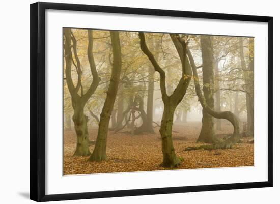 Beech Tree Trunks in Autumn Mist, Beacon Hill Country Park, the National Forest, Leicestershire, UK-Ross Hoddinott-Framed Photographic Print