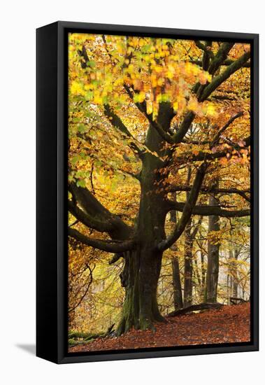 Beech Tree with Autumn Colours, Lake District, Cumbria, England. Autumn-Adam Burton-Framed Premier Image Canvas