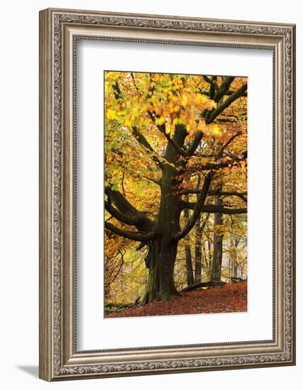 Beech Tree with Autumn Colours, Lake District, Cumbria, England. Autumn-Adam Burton-Framed Photographic Print