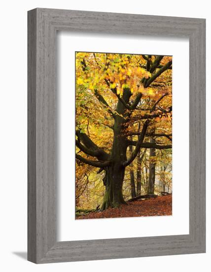 Beech Tree with Autumn Colours, Lake District, Cumbria, England. Autumn-Adam Burton-Framed Photographic Print