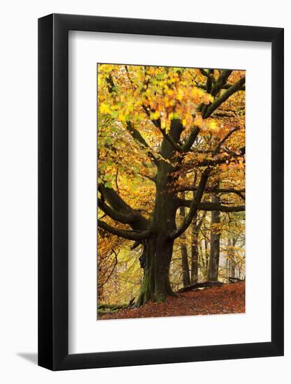 Beech Tree with Autumn Colours, Lake District, Cumbria, England. Autumn-Adam Burton-Framed Photographic Print