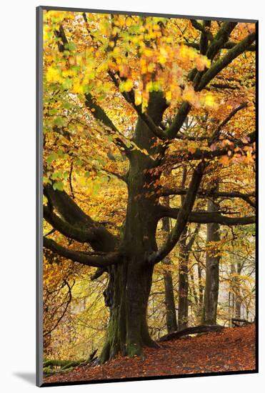 Beech Tree with Autumn Colours, Lake District, Cumbria, England. Autumn-Adam Burton-Mounted Photographic Print