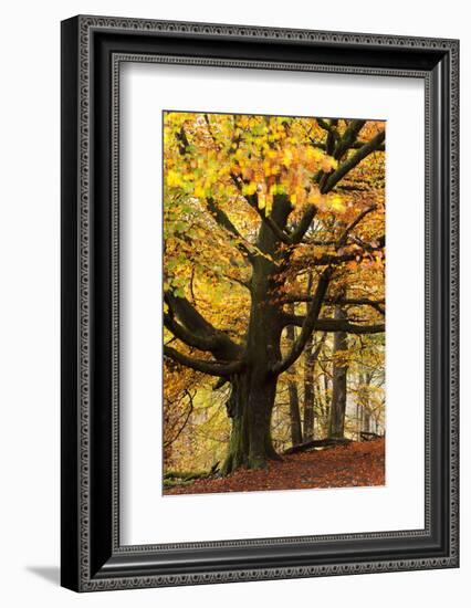 Beech Tree with Autumn Colours, Lake District, Cumbria, England. Autumn-Adam Burton-Framed Photographic Print