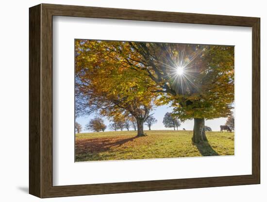 Beech tree with sun in autumn, Schauinsland, Black Forest, Baden Wurttemberg, Germany-Raimund Linke-Framed Photographic Print