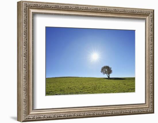 Beech tree with sun, Schauinsland, Black Forest,  Baden Wurttemberg, Germany-Raimund Linke-Framed Photographic Print