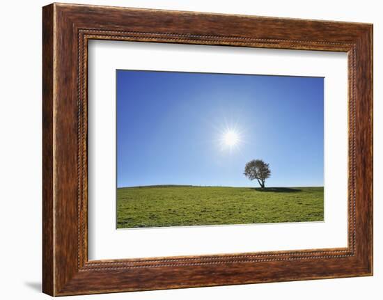 Beech tree with sun, Schauinsland, Black Forest,  Baden Wurttemberg, Germany-Raimund Linke-Framed Photographic Print