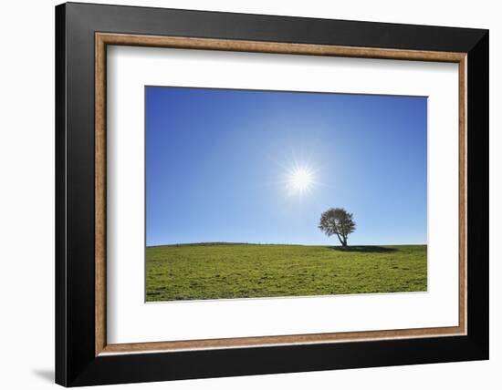 Beech tree with sun, Schauinsland, Black Forest,  Baden Wurttemberg, Germany-Raimund Linke-Framed Photographic Print