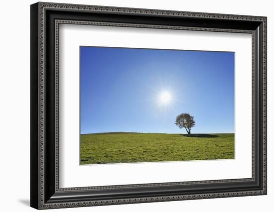 Beech tree with sun, Schauinsland, Black Forest,  Baden Wurttemberg, Germany-Raimund Linke-Framed Photographic Print