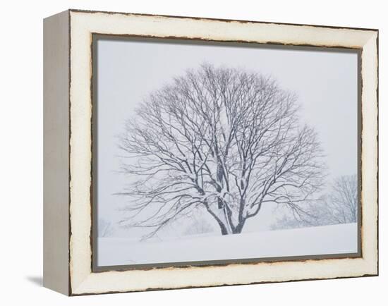 Beech Tree-null-Framed Premier Image Canvas