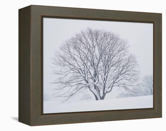 Beech Tree-null-Framed Premier Image Canvas
