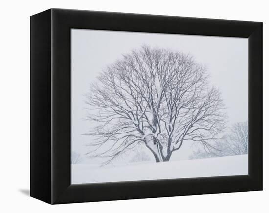 Beech Tree-null-Framed Premier Image Canvas