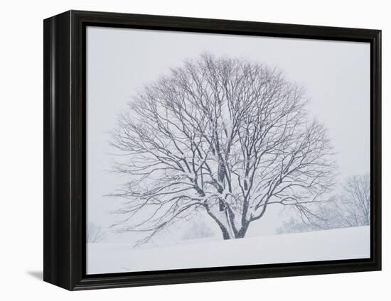 Beech Tree-null-Framed Premier Image Canvas