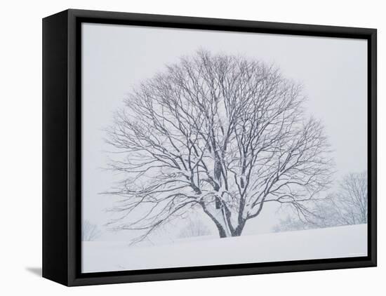 Beech Tree-null-Framed Premier Image Canvas