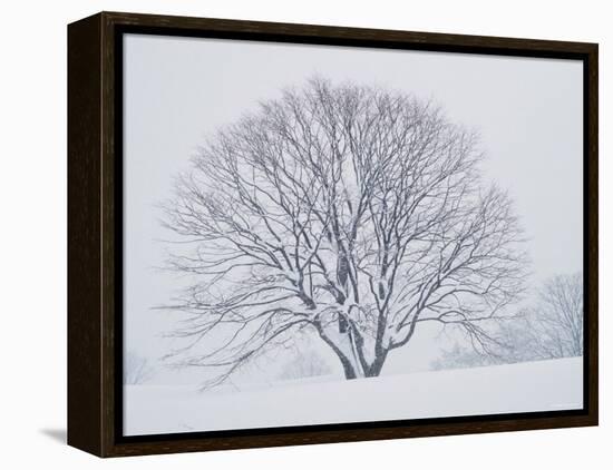 Beech Tree-null-Framed Premier Image Canvas