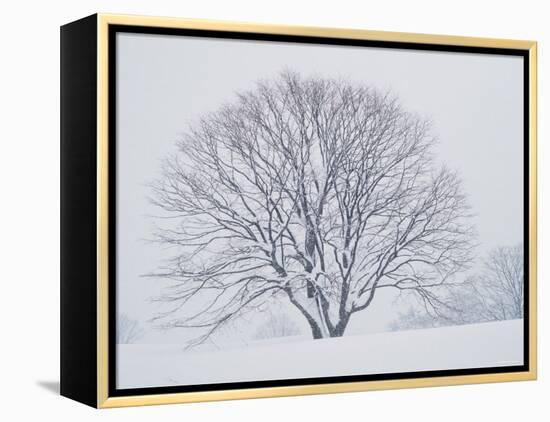 Beech Tree-null-Framed Premier Image Canvas