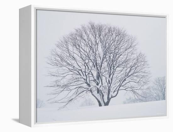 Beech Tree-null-Framed Premier Image Canvas