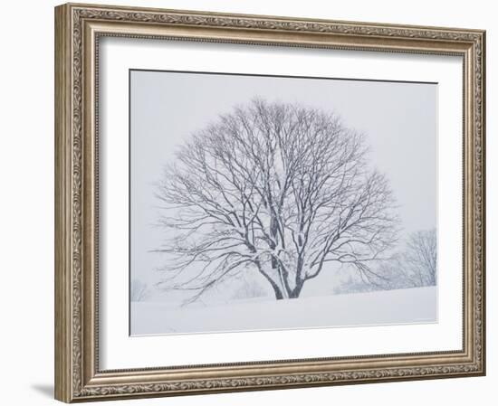 Beech Tree-null-Framed Photographic Print