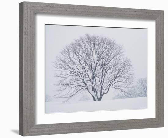 Beech Tree-null-Framed Photographic Print