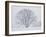 Beech Tree-null-Framed Photographic Print