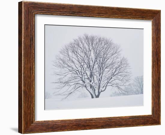 Beech Tree-null-Framed Photographic Print