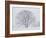 Beech Tree-null-Framed Photographic Print