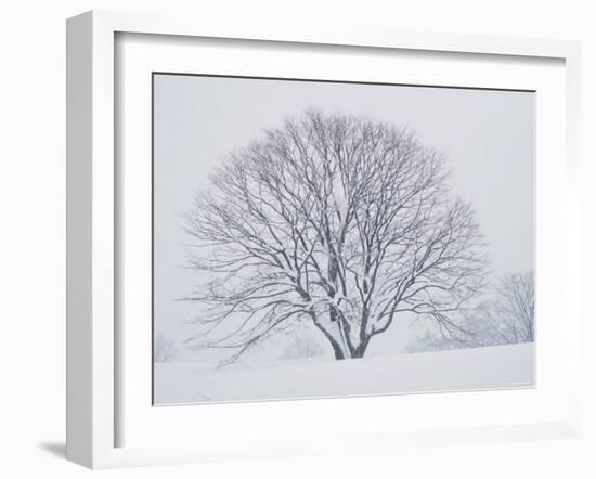 Beech Tree-null-Framed Photographic Print