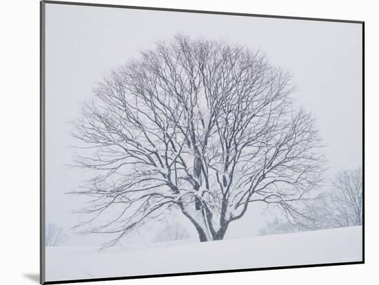 Beech Tree-null-Mounted Photographic Print