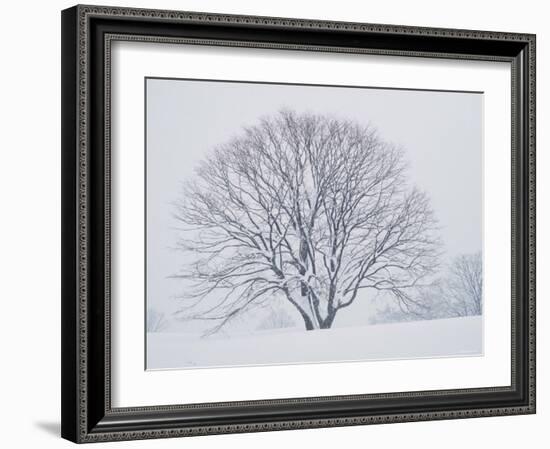 Beech Tree-null-Framed Photographic Print