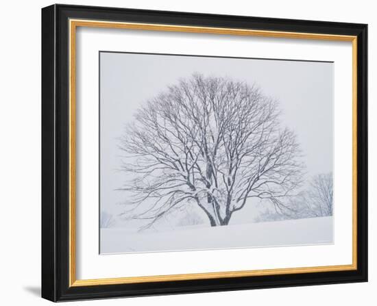 Beech Tree-null-Framed Photographic Print