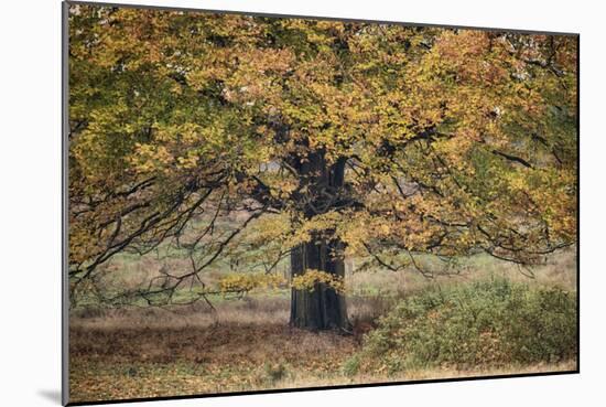 Beech Tree-Cora Niele-Mounted Photographic Print