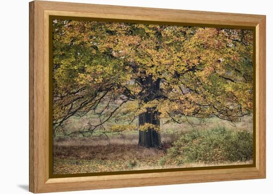 Beech Tree-Cora Niele-Framed Premier Image Canvas