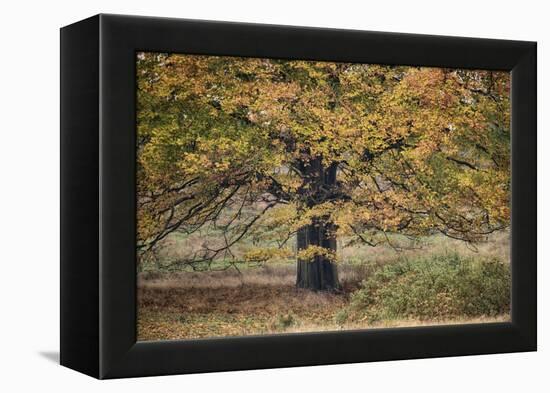 Beech Tree-Cora Niele-Framed Premier Image Canvas