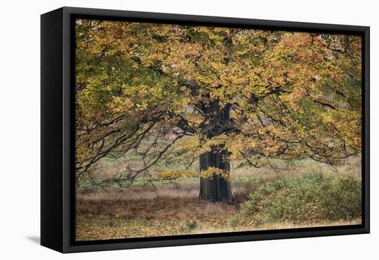 Beech Tree-Cora Niele-Framed Premier Image Canvas