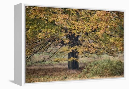 Beech Tree-Cora Niele-Framed Premier Image Canvas