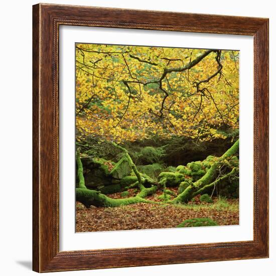 Beech Trees and Fall Foliage, with Lichen on Fallen Branches-Roy Rainford-Framed Photographic Print