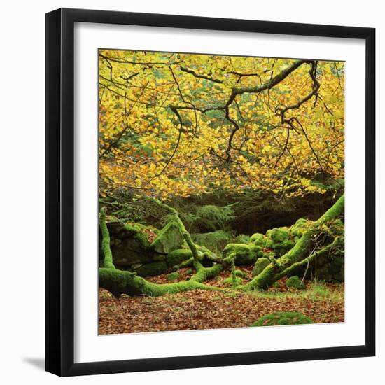 Beech Trees and Fall Foliage, with Lichen on Fallen Branches-Roy Rainford-Framed Photographic Print