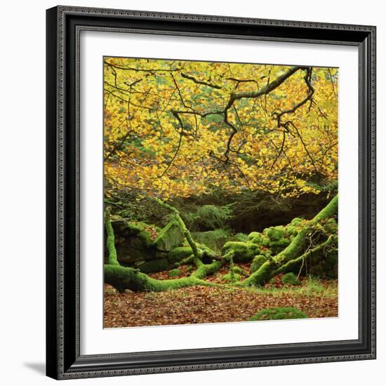 Beech Trees and Fall Foliage, with Lichen on Fallen Branches-Roy Rainford-Framed Photographic Print