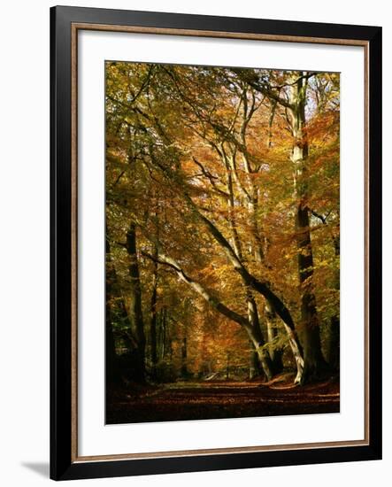 Beech Trees in Autumn Foliage in a National Trust Wood at Ashridge, Buckinghamshire, England, UK-Nigel Francis-Framed Photographic Print