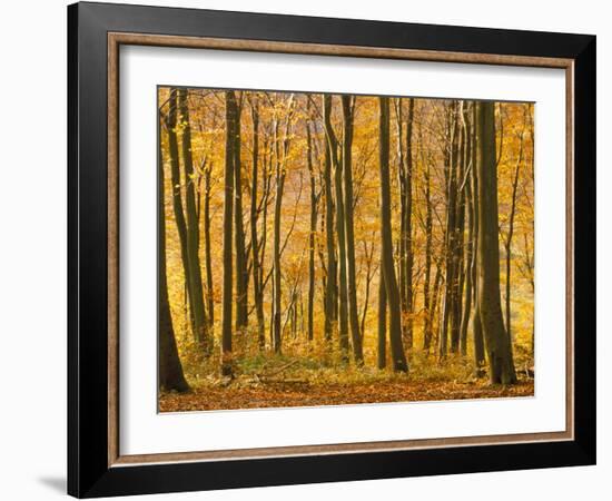 Beech Trees in Autumn, Queen Elizabeth Country Park, Hampshire, England, United Kingdom-Jean Brooks-Framed Photographic Print