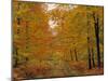 Beech Trees in Autumn, Surrey, England-Jon Arnold-Mounted Photographic Print