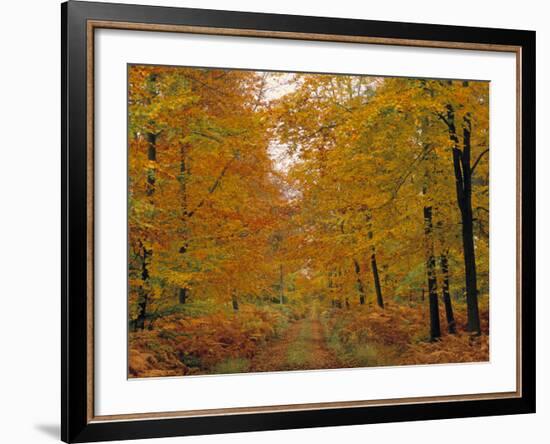 Beech Trees in Autumn, Surrey, England-Jon Arnold-Framed Photographic Print