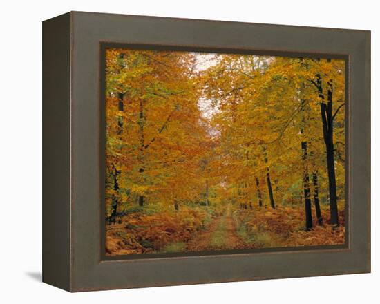 Beech Trees in Autumn, Surrey, England-Jon Arnold-Framed Premier Image Canvas