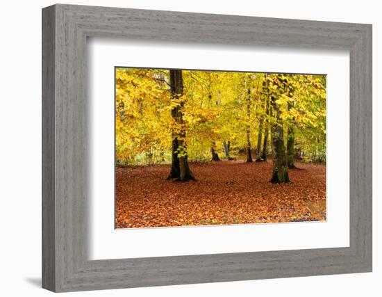 Beech trees in autumn woodland, Upper Bavaria, Germany-Konrad Wothe-Framed Photographic Print