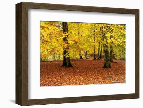 Beech trees in autumn woodland, Upper Bavaria, Germany-Konrad Wothe-Framed Photographic Print